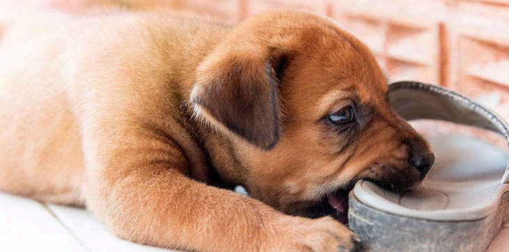Puppy chewing shoe, puppy chewing sandal, puppy chewing, puppy chews, dog chewing shoe, dog chewing
