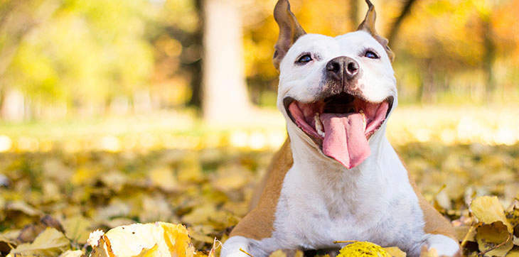 dog in leaves, dog outside, dog smiling, dog smile, dog tongue