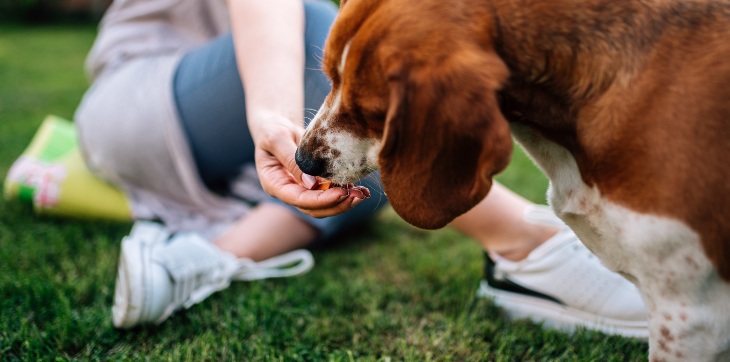 pet parent giving dog food
