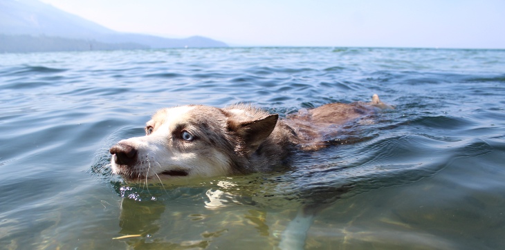 dog swimming in lake tahoe