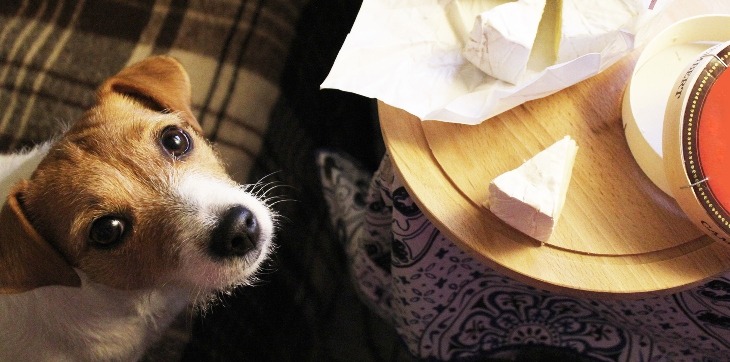 jack russell terrier next to cheese board