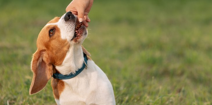 beagle eating liver treat