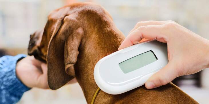 veterinarian checking dog microchip 