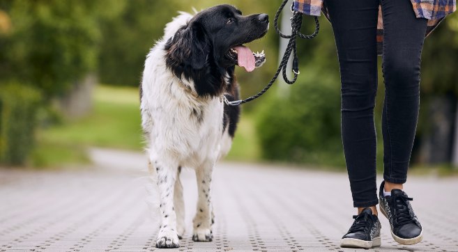 dog walking on leash
