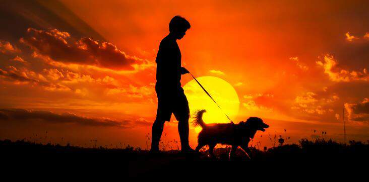 walking dog in sunset