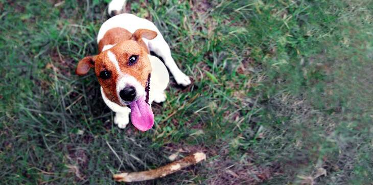dog and stick on grass