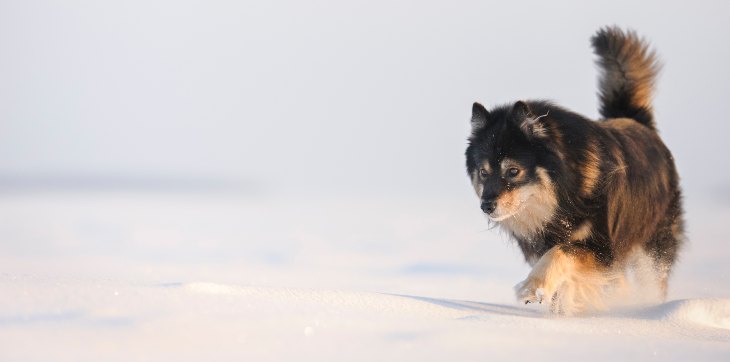 finnish lapphund dog walking in snow