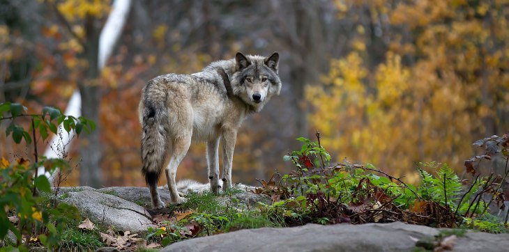 wolf in nature during fall season