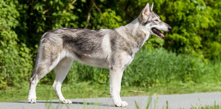 northern inuit side profile