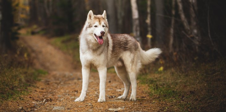 siberian husky standing on hiking trail