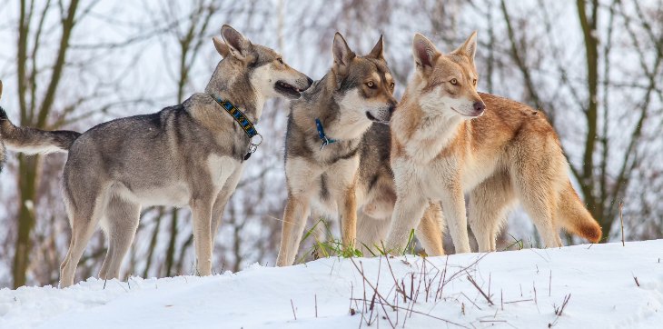 three saarloos wolfdogs