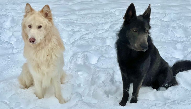 two blue bay shepherds