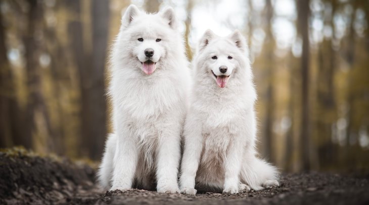 two white samoyed dogs sitting