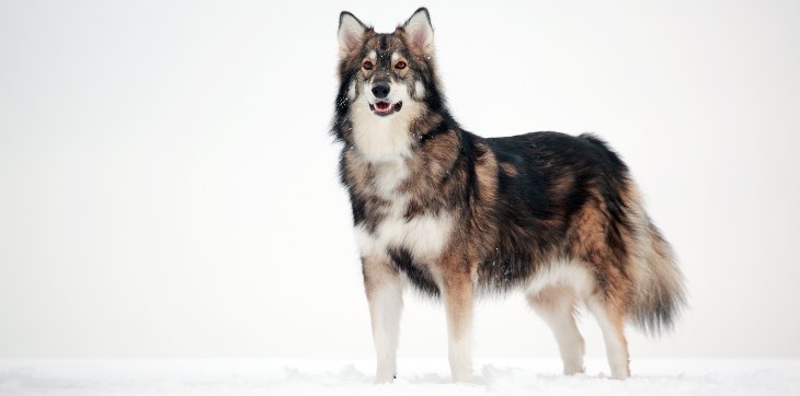 utonagan dog