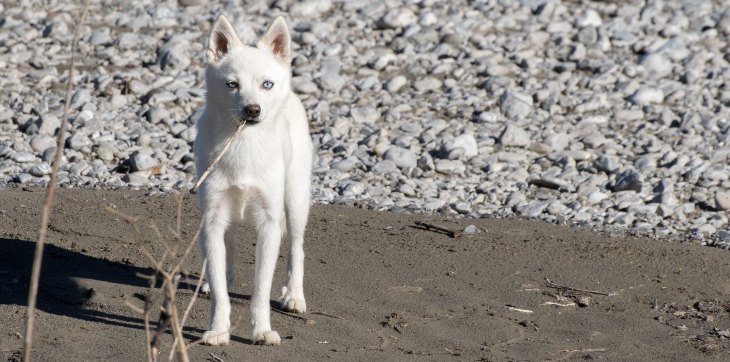 white alaskan klee kai