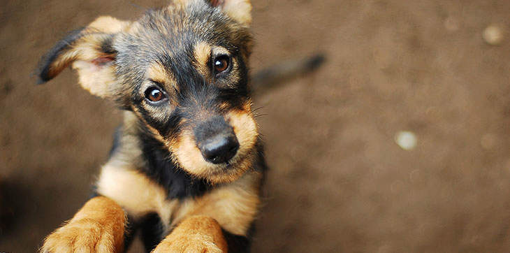 puppy, brown dog, black dog, dog begging, puppy eyes, adopting a dog, dog adoption