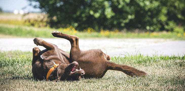 why do dogs lick grass