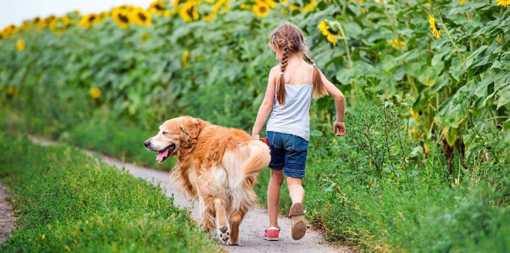 golden retriever, golden retriever walk, golden retriever with kid, walking a golden retriever, family golden retriever, golden retriever sunflowers