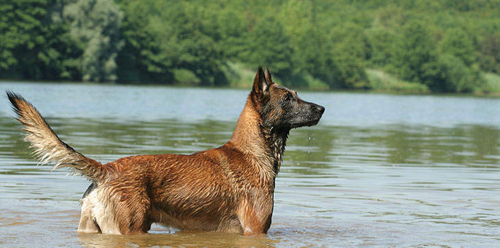 dog swimming, dog in lake, alert dog, dog with tail up, dog with ears up, german shepherd swim, german shepherd attention