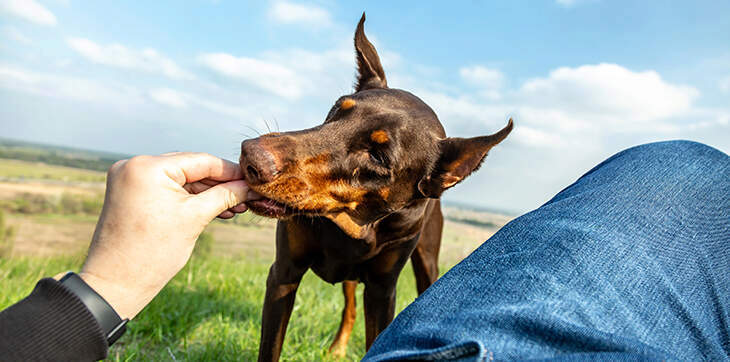 Good and plenty deals dog treats