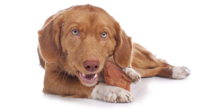 dog eating pig ear