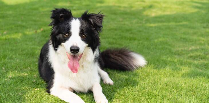 are collies good service dogs