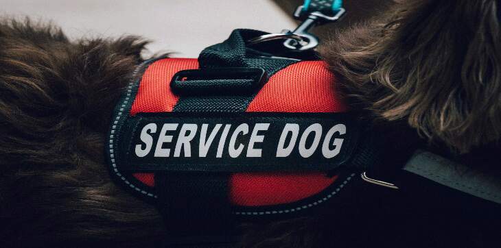 service dog wearing harness