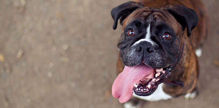 dog tongue, dog breath, bad dog breath, dog teeth, dog smiling, boxer smiling, boxer tongue, dog sitting