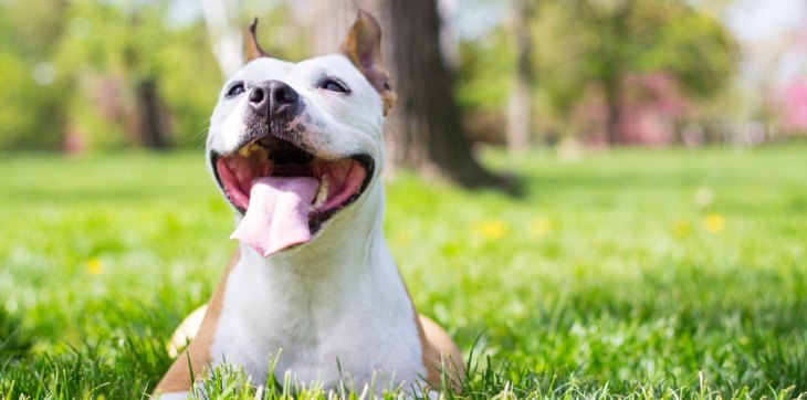 pitbull panting and laying in sun