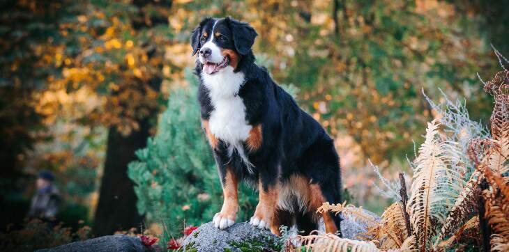 bernese mountain dog outside