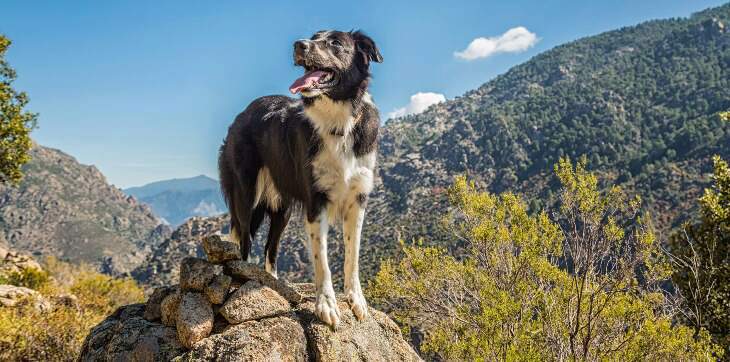 Best medium sized dog for hiking on sale
