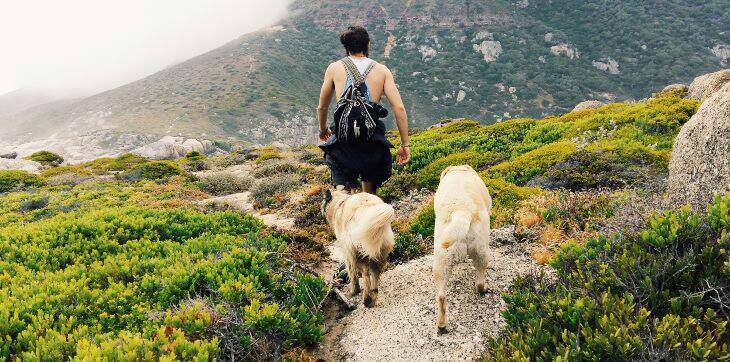 man hiking with two dogs