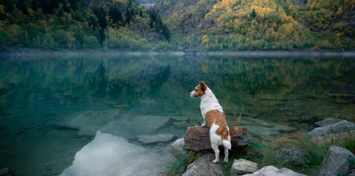jack russell terrier dog hiking 