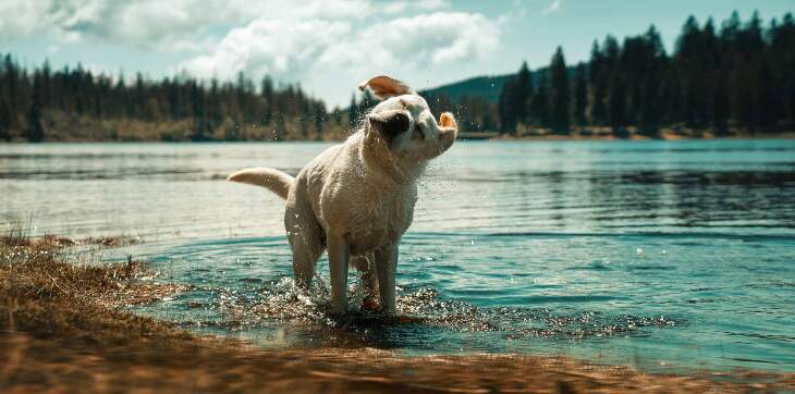 labrador retriever dog playing in lake