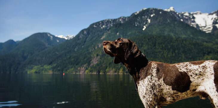  german shorthaired pointer dog outside 