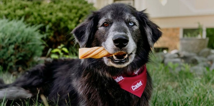 dog eating Cadet Treat