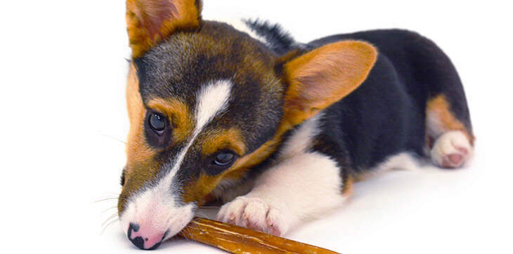 puppy chewing bully stick