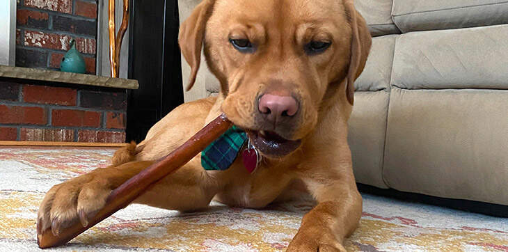 Are bully sticks safe for dogs to eat discount