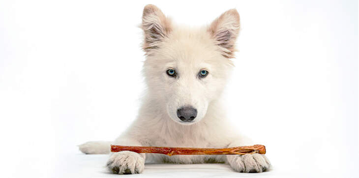 are bully sticks safe for puppies