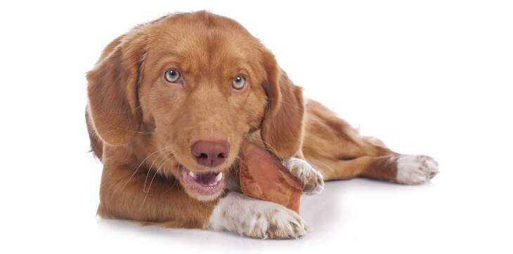 Dog cheap chewing fur