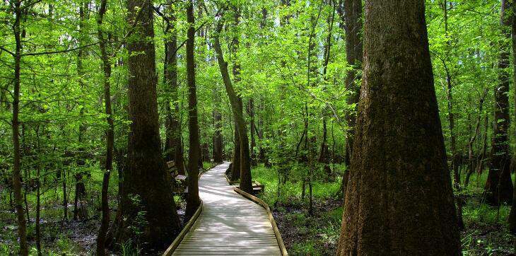 congaree national park