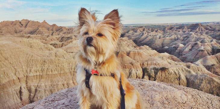 dog at badlands national park
