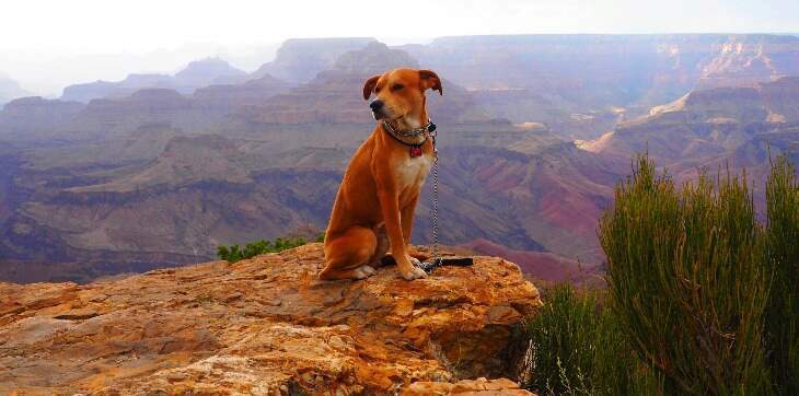 dog at grand canyon