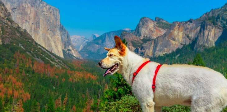 dog at yosemite national park