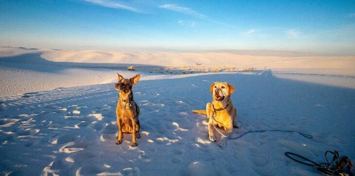 2 dogs at white sands national park 