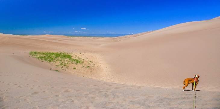 dog at great sand dunes national park