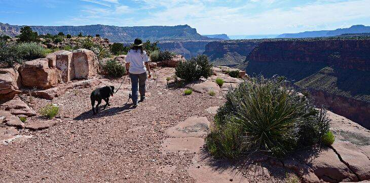 dog and woman at grand canyon national park
