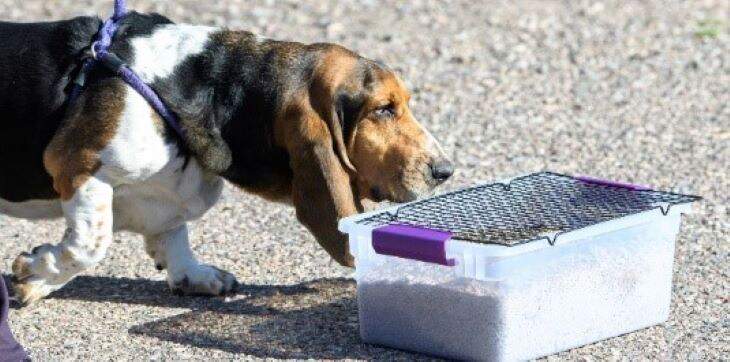 basset-hound-scent-work
