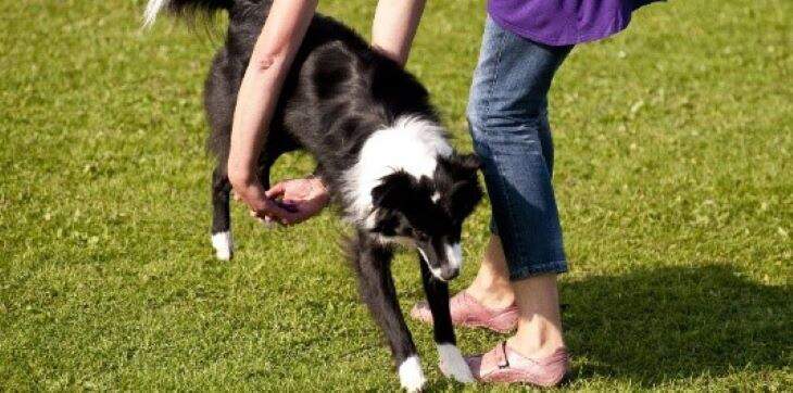border-collie-doing-tricks