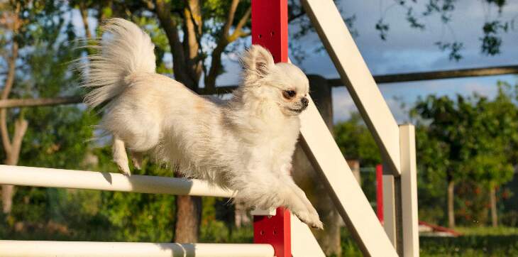 chihuahua-agility-training